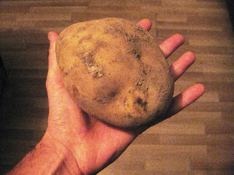 potato